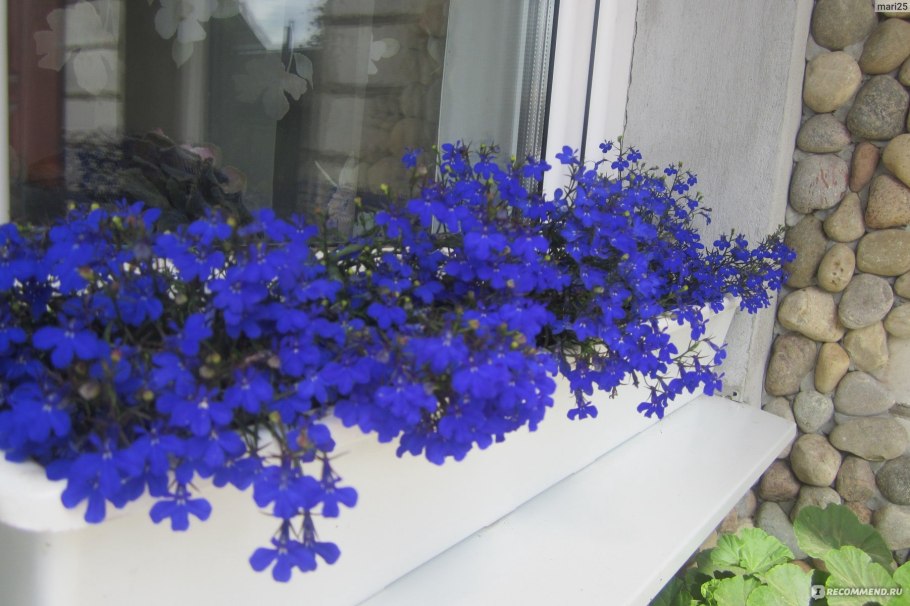 Лобелия ампельная Каскад