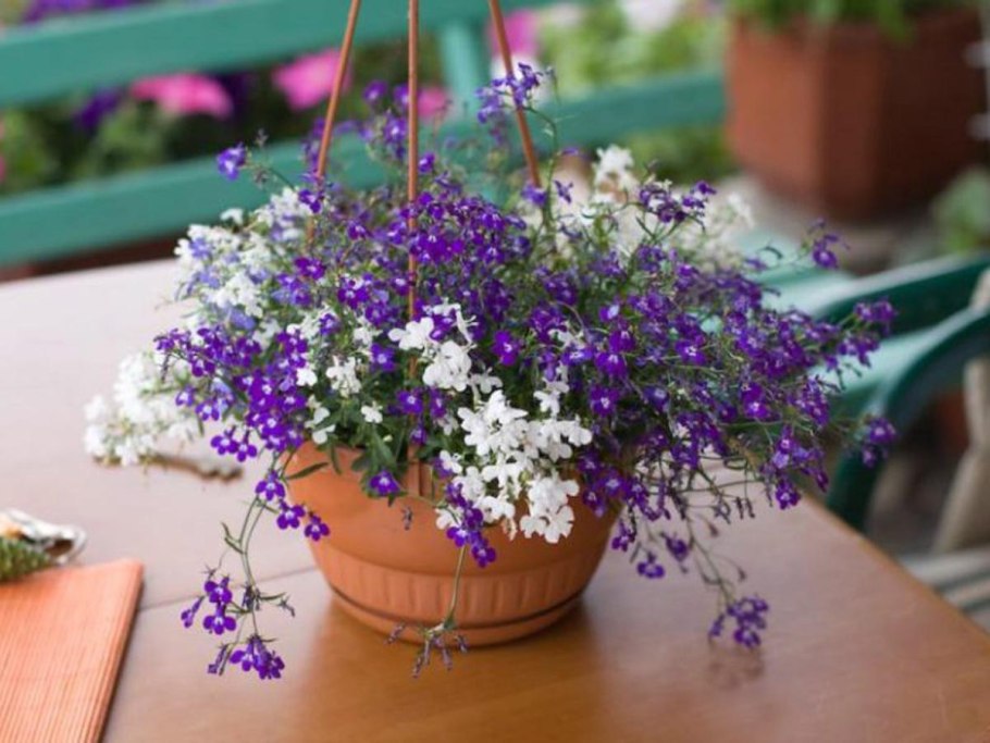 Лобелия ампельная регата Марин Блю