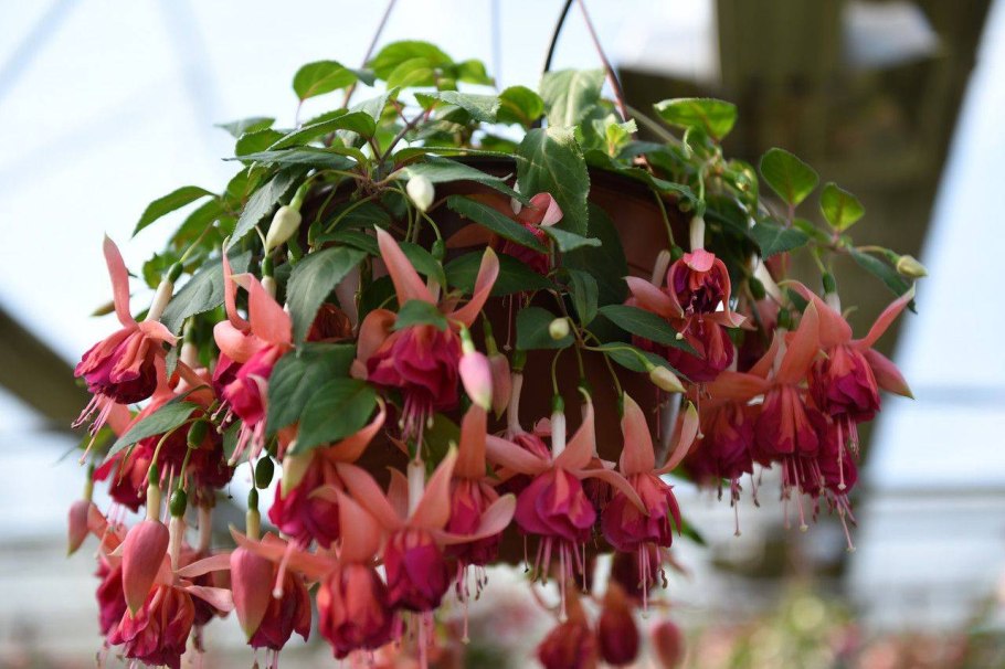 Фуксия ампельная