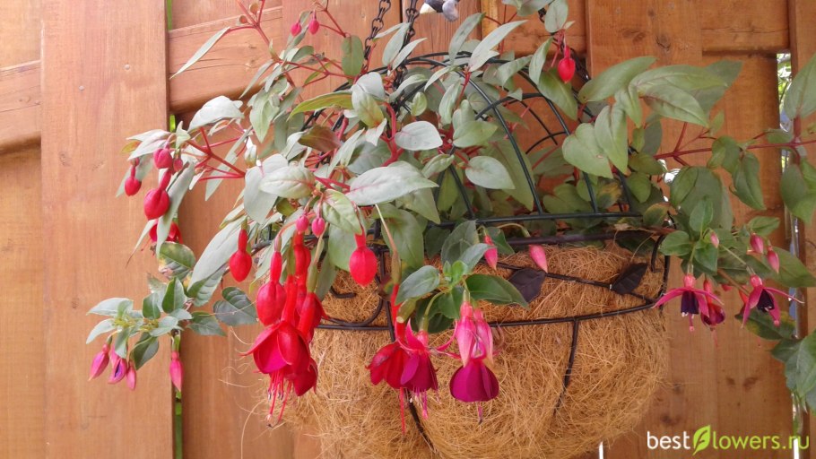 Фуксия гибридная ампельная