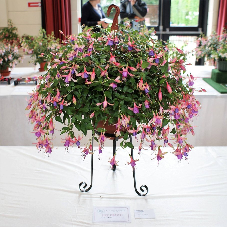 Фуксия Блю Энджел