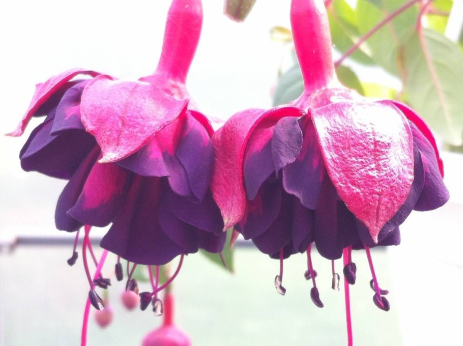 Фуксия Миллениум ампельная