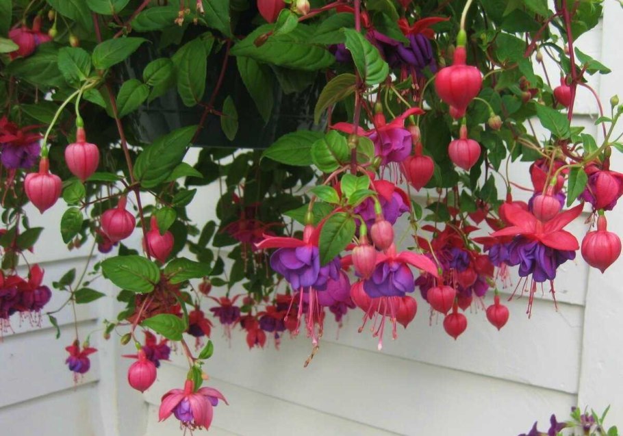 Фуксия Ringwood Market