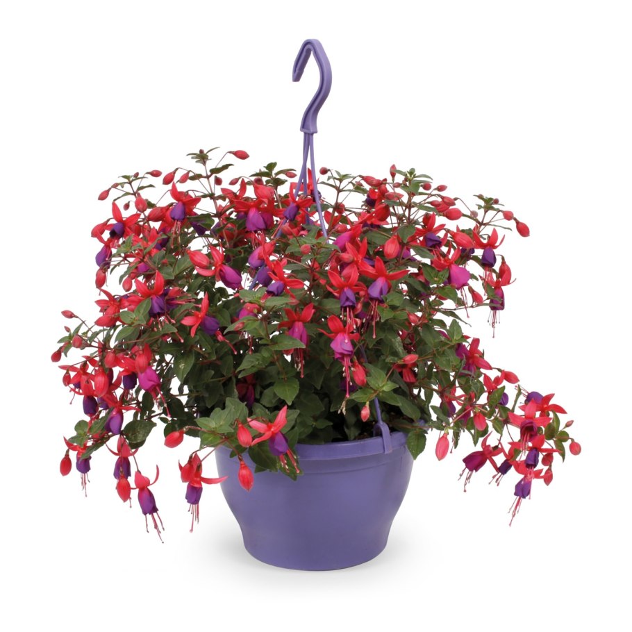 Фуксия ампельная