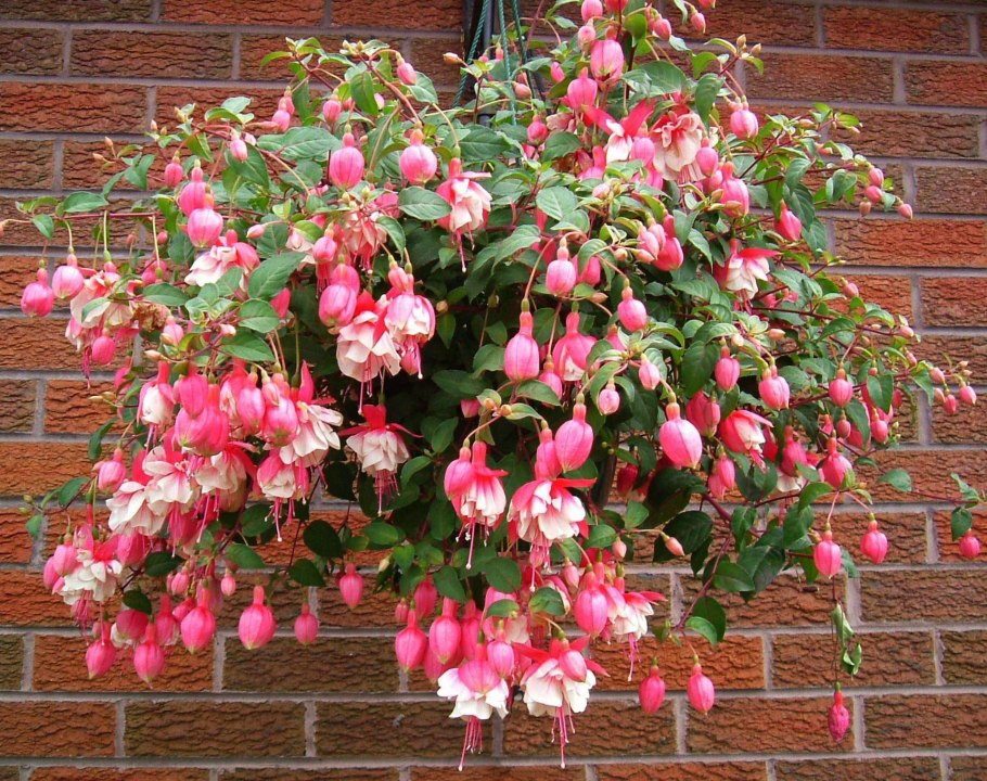 Фуксия гибридная ампельная