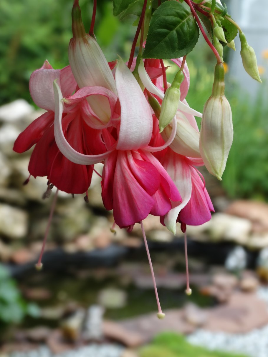 Фуксия Marbeller Royal Mosaic