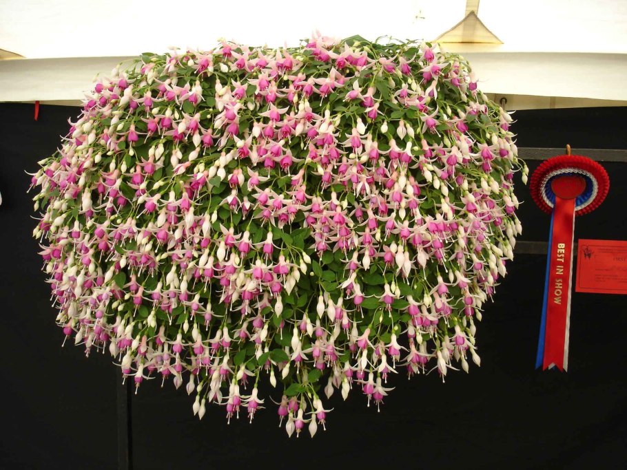 Фуксия ампельная эллебел