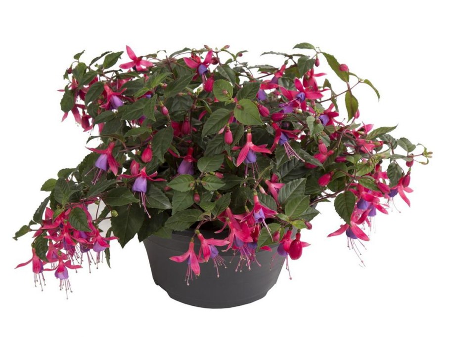 Фуксия ампельная Пегги