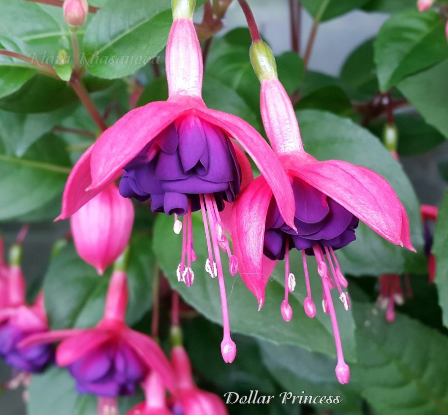 Фуксия ампельная