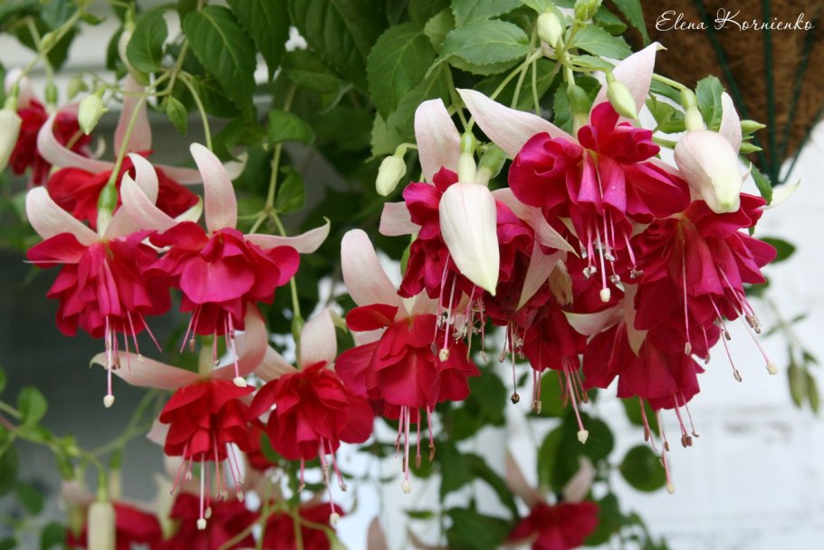 Фуксия Блэки ампельная