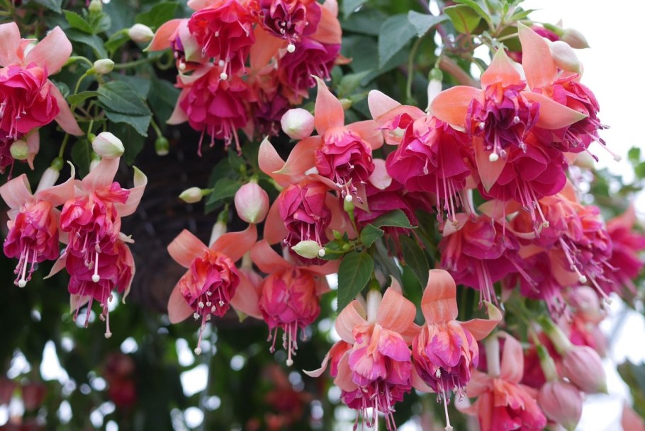 Фуксия ампельная в кашпо