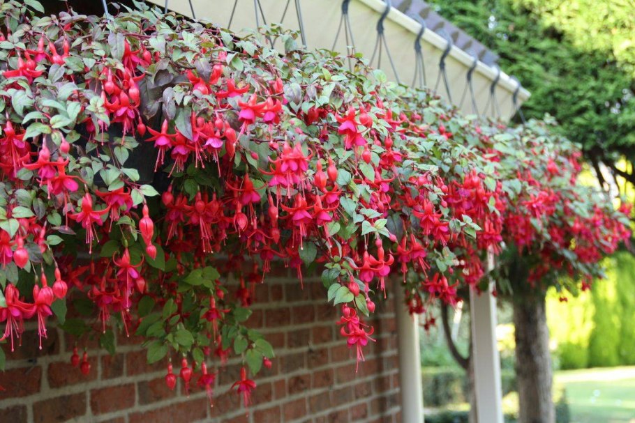 Фуксия ампельная Маринка