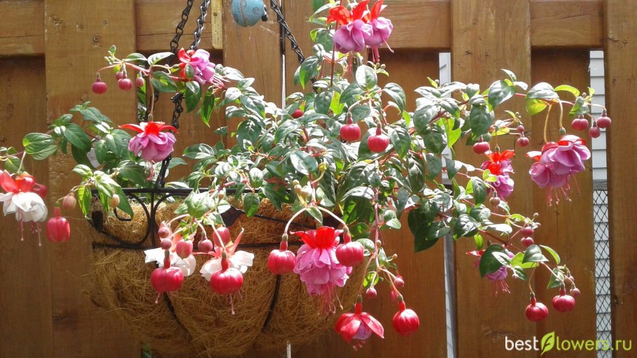 Фуксия ампельная в горшке