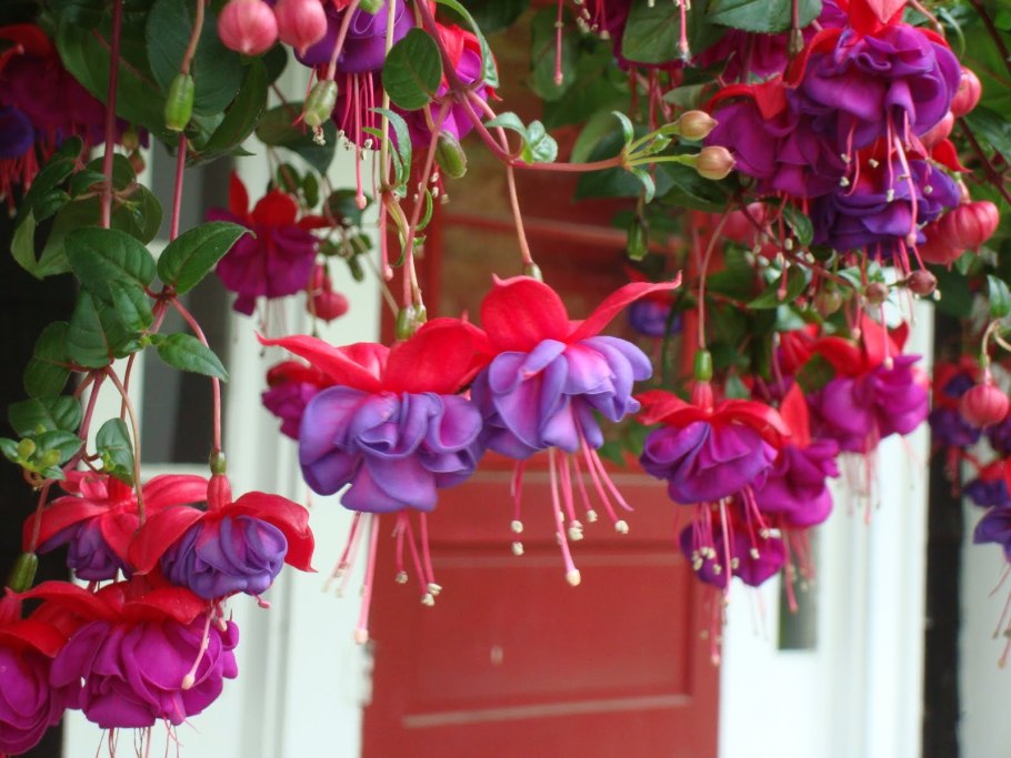 Фуксия гибридная ампельная