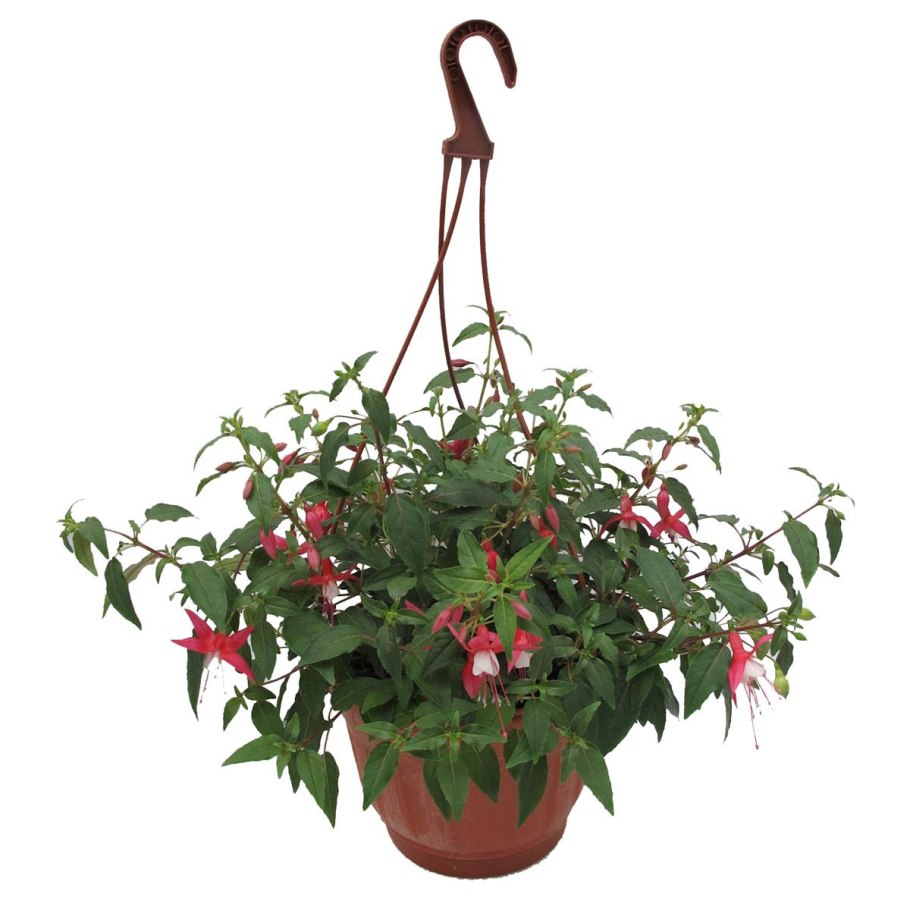 Фуксия ампельная