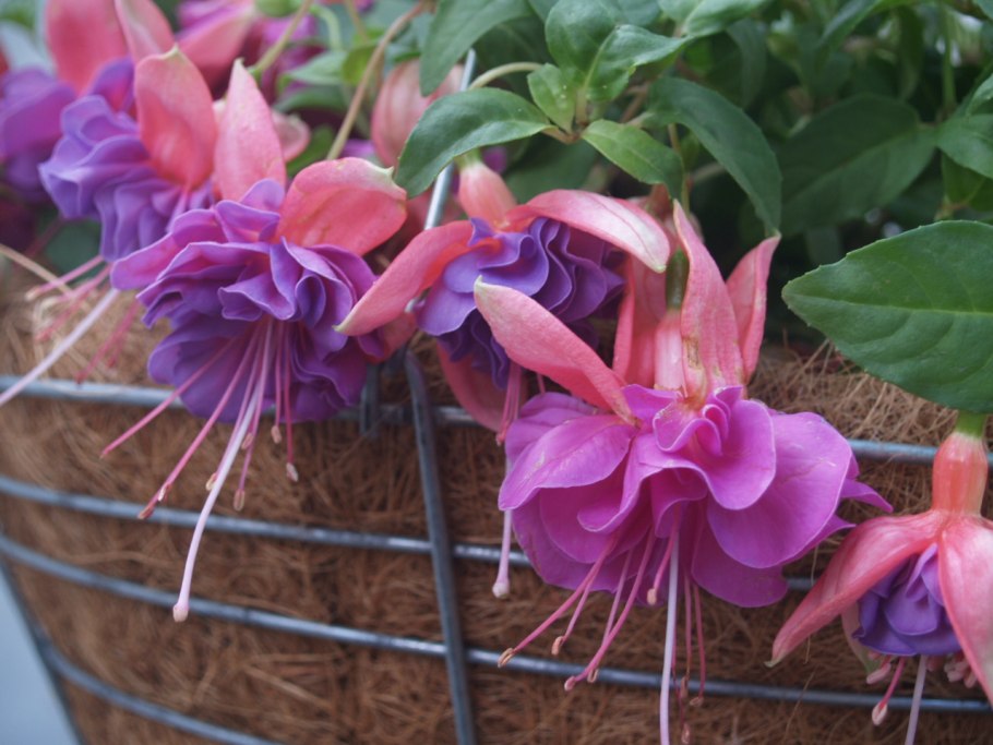 Фуксия Империал Кроун