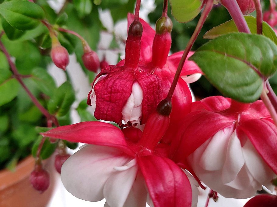 Фуксии Cecile в кашпо