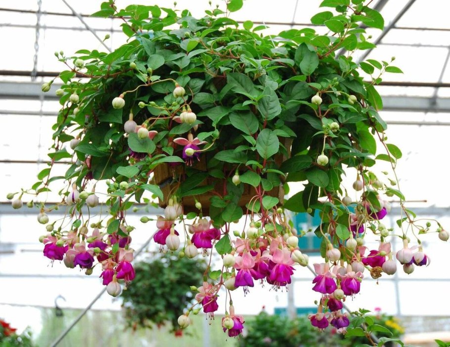 Hermiena фуксия