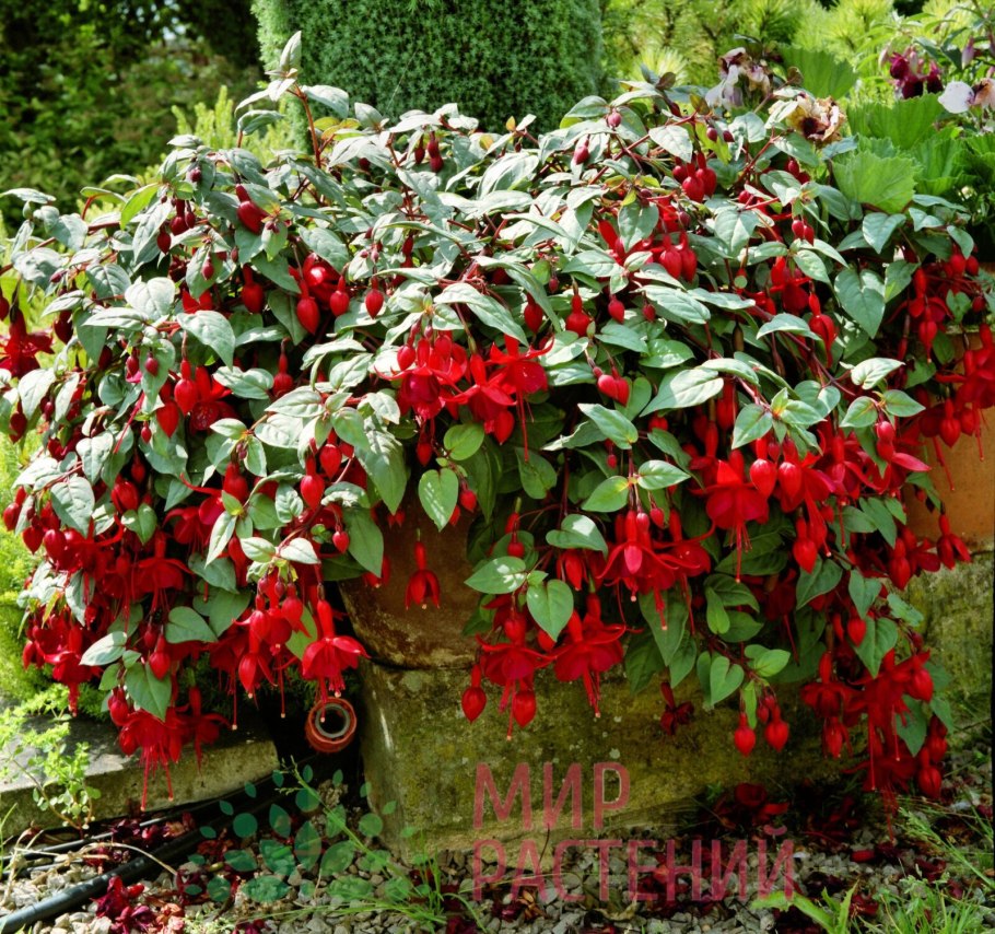 Ампельная кустовая фуксия