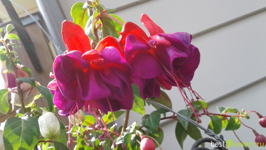 Фуксия ампельная