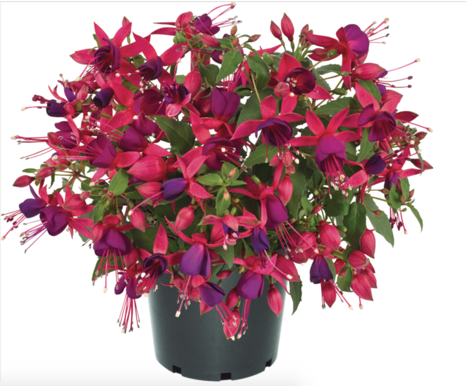 Фуксия гибридная ампельная