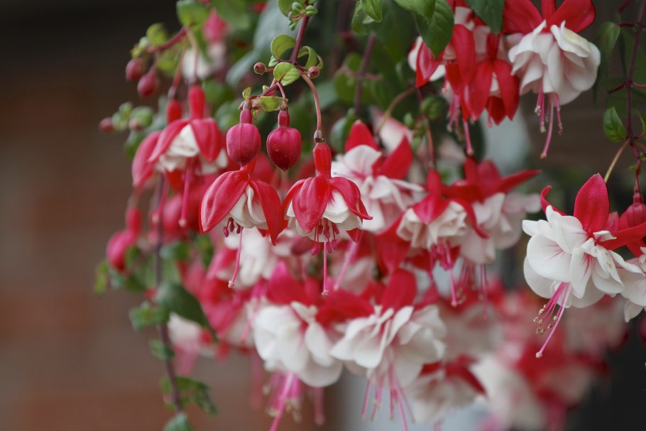 Фуксия d15 h35