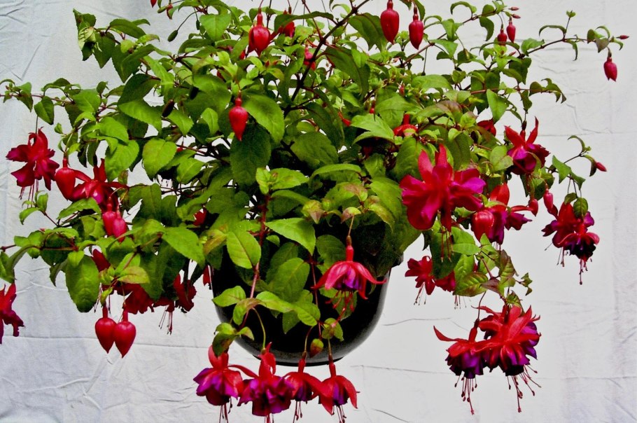 Фуксия Delta's rien