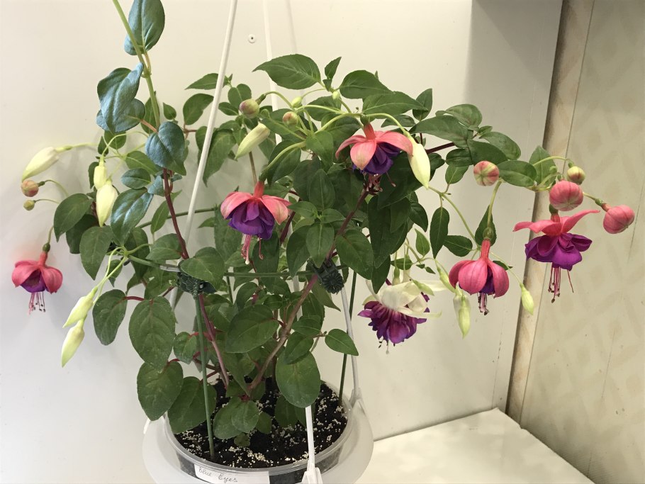 Фуксия Свингтайм ампельная