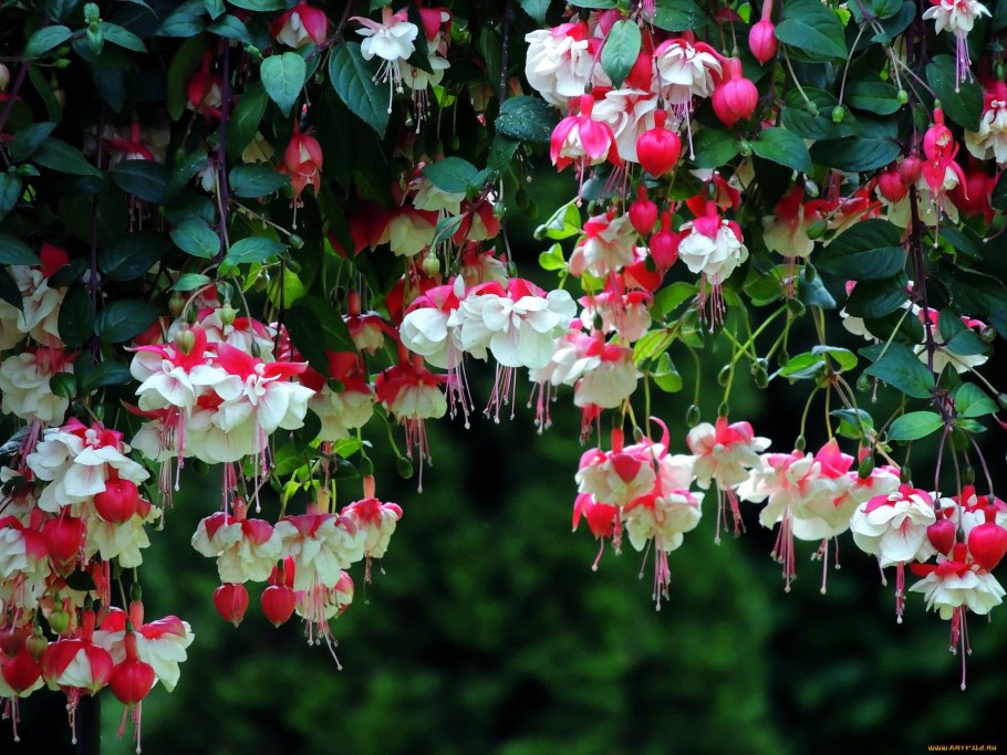 Фуксия Блэки ампельная