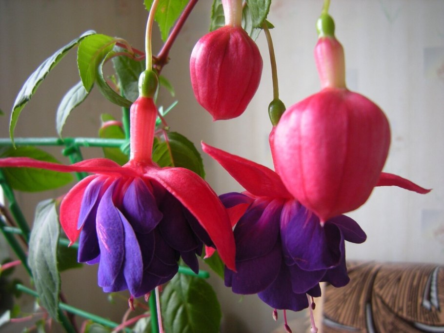 Фуксия Гиант Блю ангел