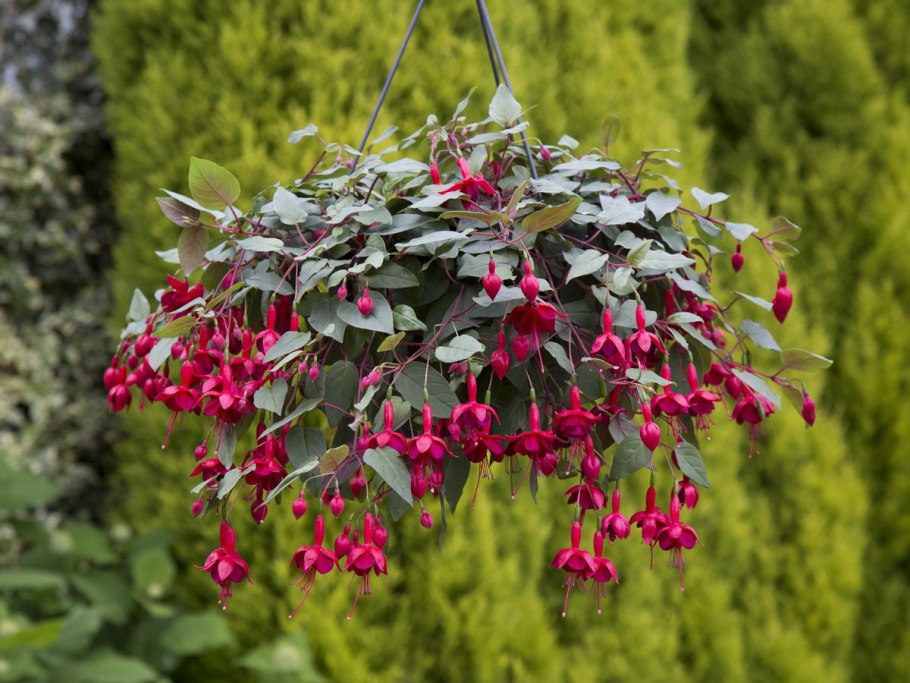 Фуксия Southgate