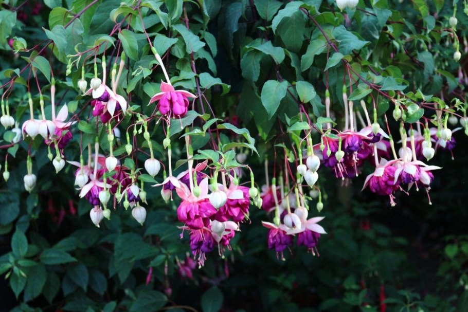 Фуксия Роял вельвет