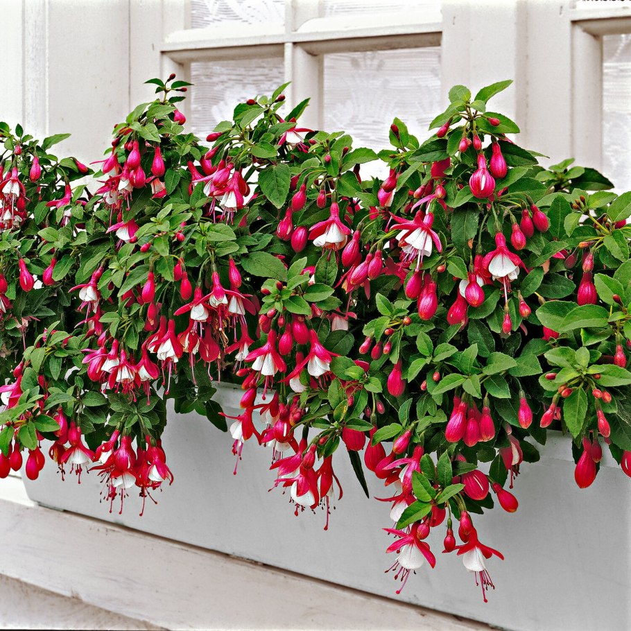 Фуксия ампельная