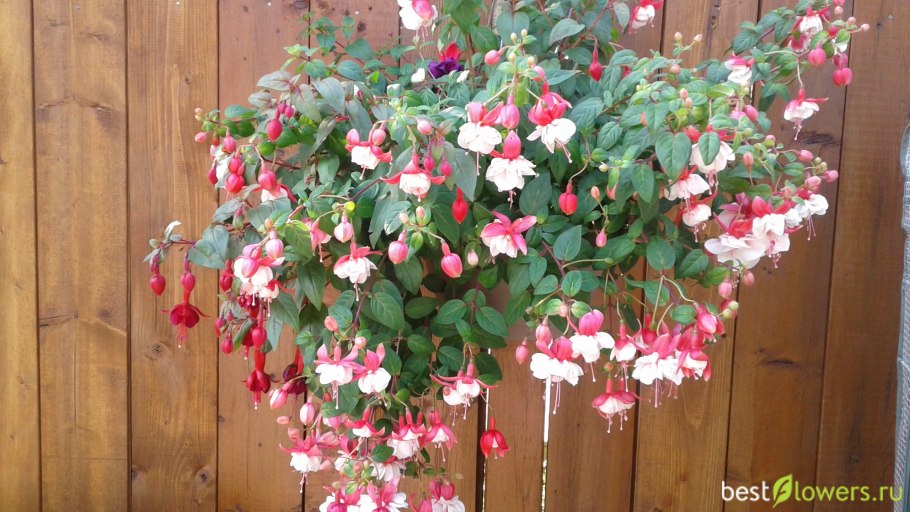 Фуксия ампельная Золотая Моника