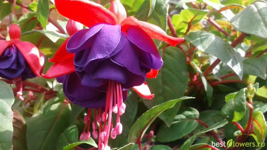 Фуксия ампельная в саду