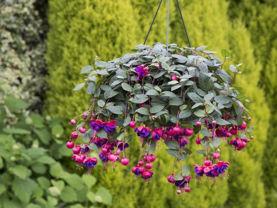 Фуксия ампельная