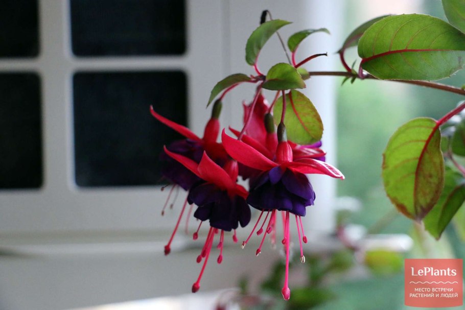 Фуксия Белла фая