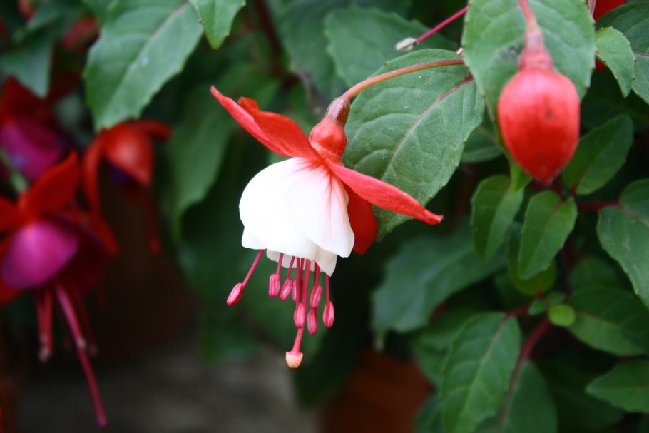 Фуксия ампельная