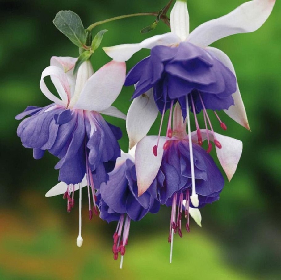 Фуксия блю энджел