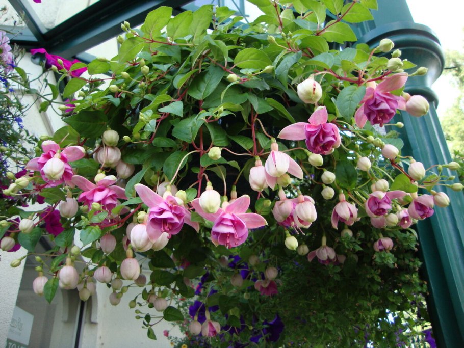 Фуксия махровая ампельная