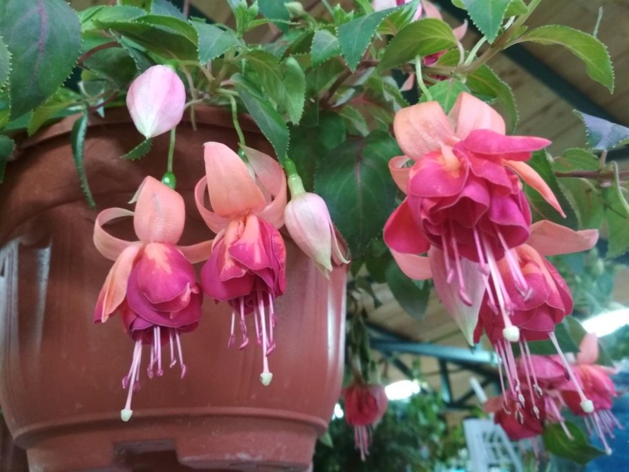 Фуксия цветок ампельная