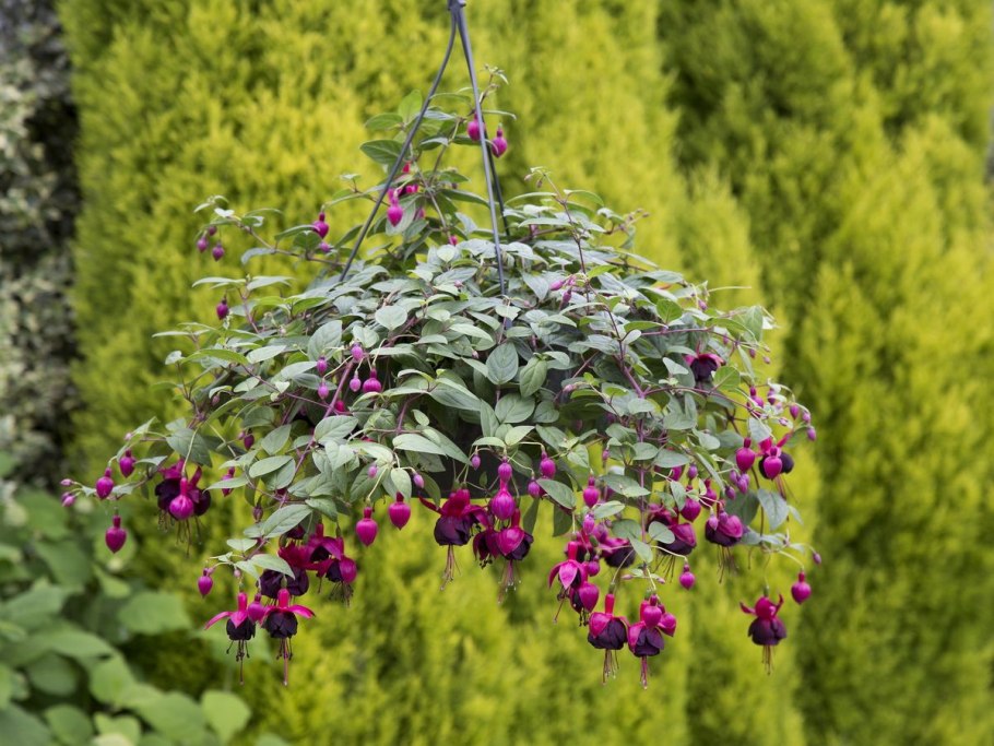 Фуксия Элвин ампельная