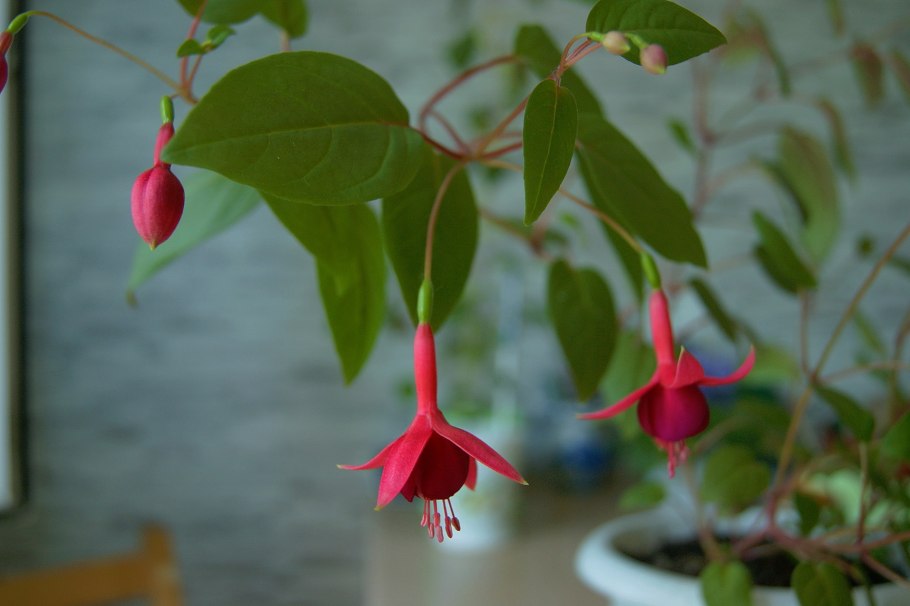 Люциния ампельная