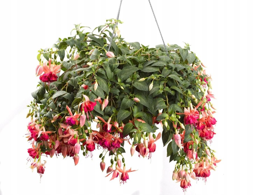 Фуксия ампельная