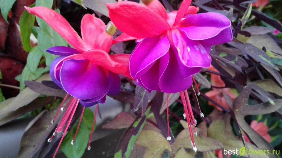 Фуксия ампельная Клаудия