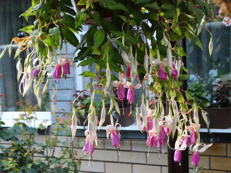 Фуксия Палома