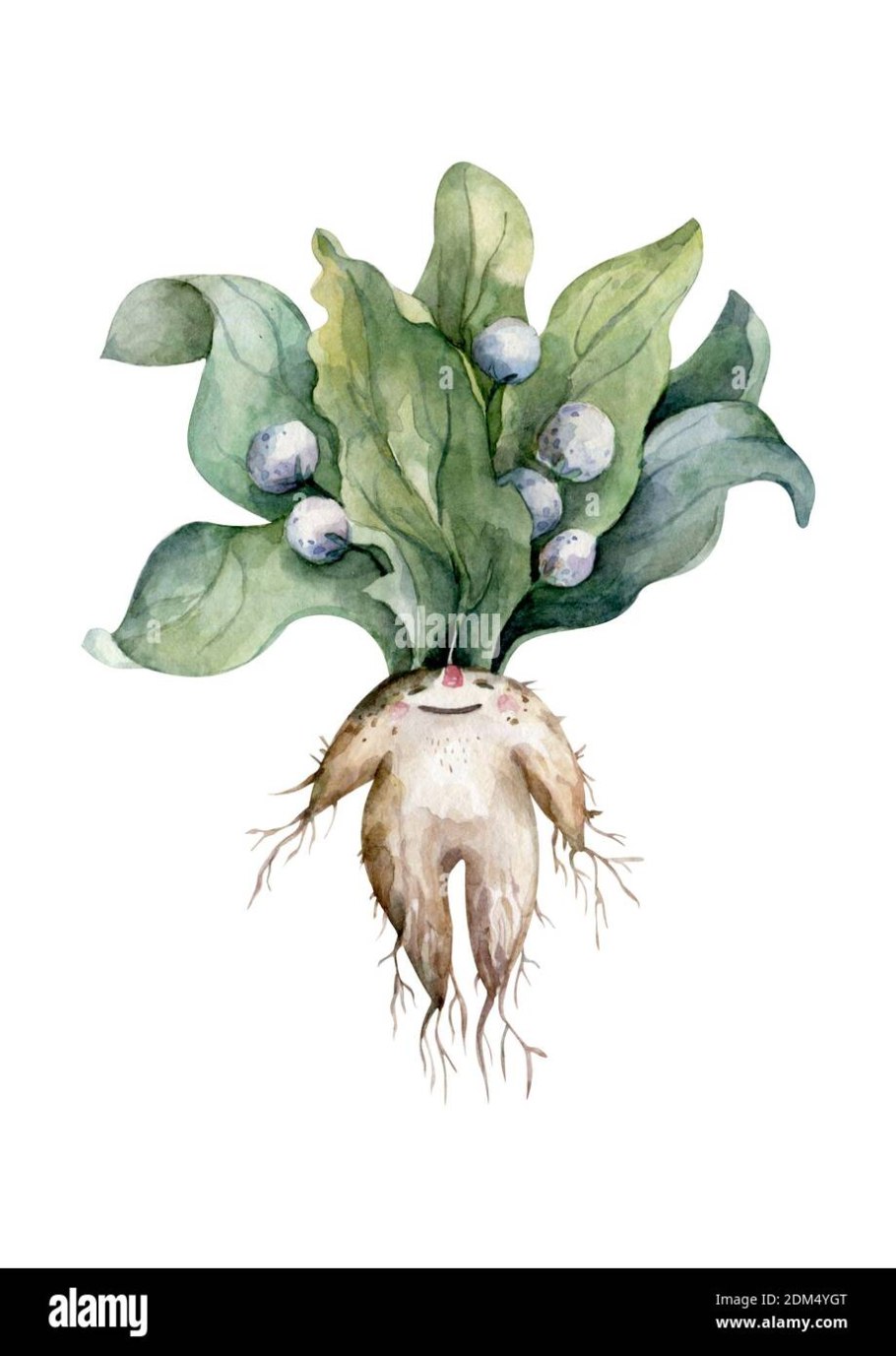 Hortus Sanitatis книга