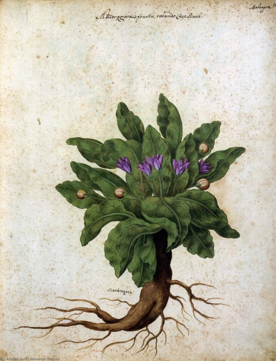 Bionaturica женьшень