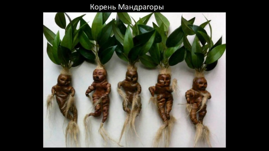 Средневековый Ботанический атлас Мандрагора