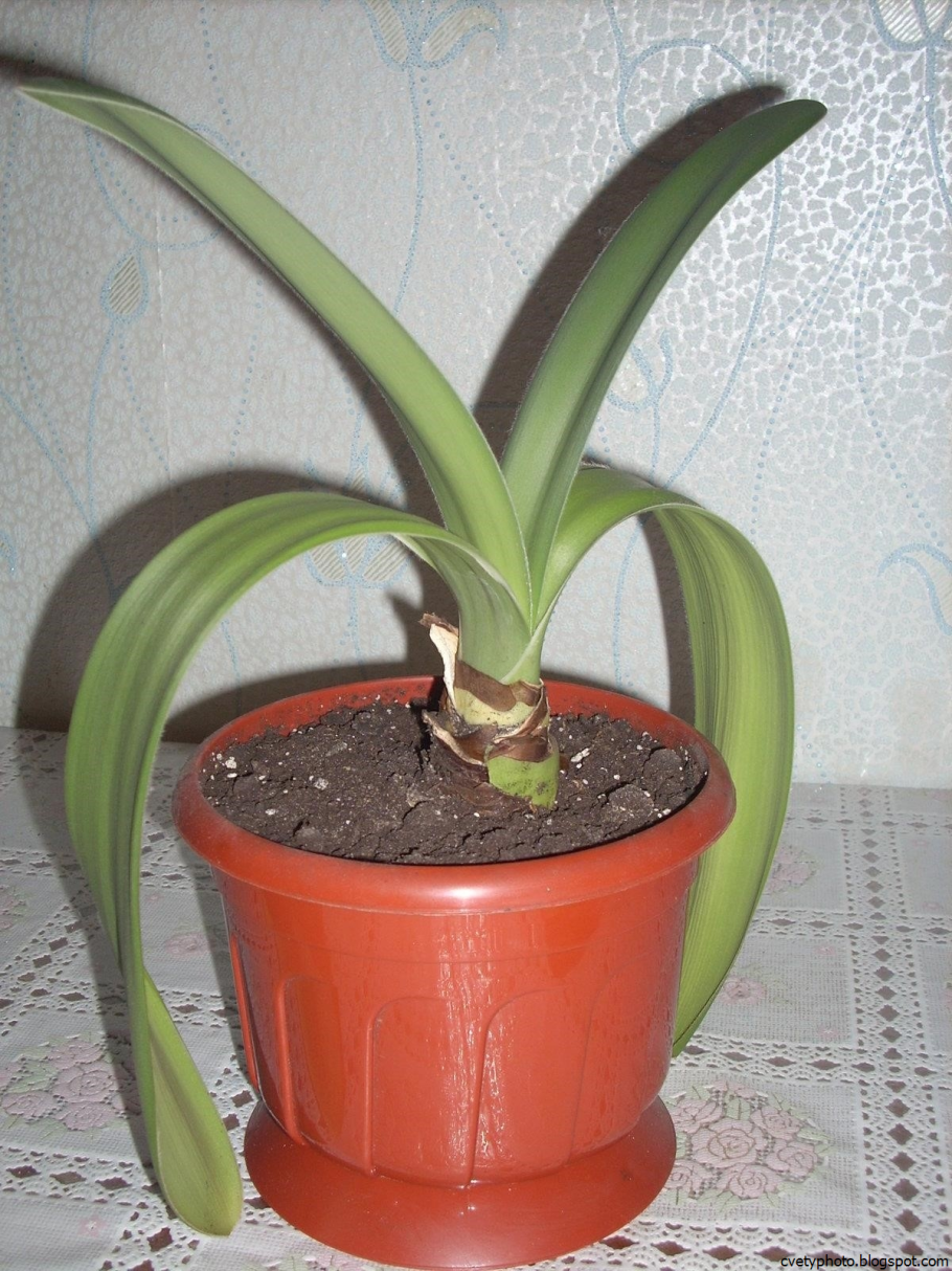 Амариллис гемантус белый